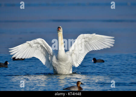 mute swan in preening Foto Stock