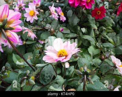 Bellissimo fiore rosso, sullo sfondo di montagna Foto Stock