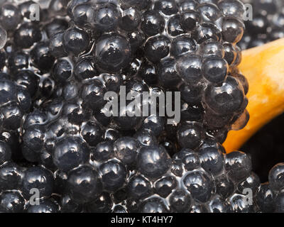 Il caviale nero di halibut pesce con cucchiaio close up Foto Stock