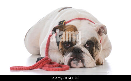 Bulldog inglese in attesa di andare a fare una passeggiata Foto Stock