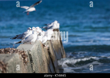 Testa nera gabbiani in alto il vento e il mare mosso. Foto Stock