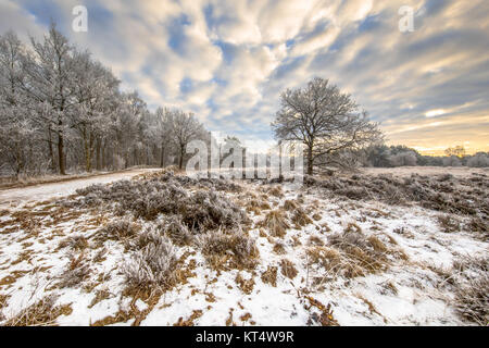 Inverno brughiera paesaggio con neve e brina su erba e alberi in Baggelhuizen riserva naturale di Assen, Drenthe Foto Stock