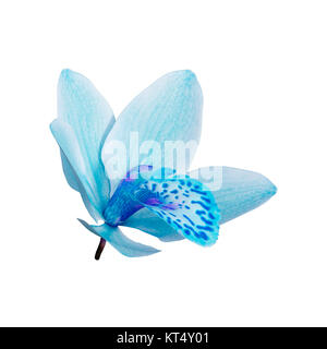 3D Rendering Wild Orchid Flower su bianco Foto Stock