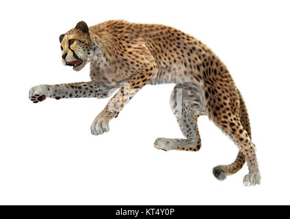 3D Rendering Big Cat Cheetah su bianco Foto Stock