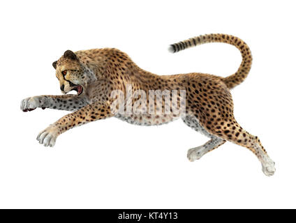 3D Rendering Big Cat Cheetah su bianco Foto Stock