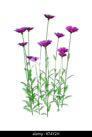 3D Rendering Cosmos fiori su bianco Foto Stock