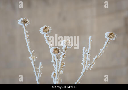 Splendidamente congelati thorn fiori in vista da vicino Foto Stock