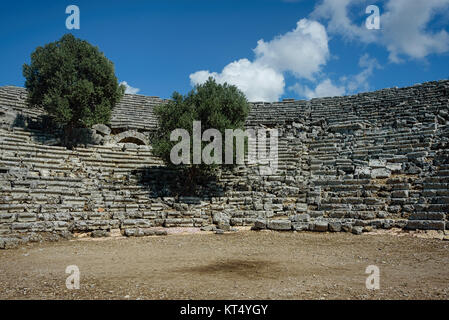 Olivi coltivati da tra le sedi di un antico anfiteatro Foto Stock