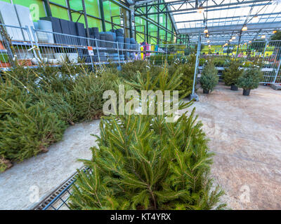 Albero di natale in un carrello a un mercato di Natale in un centro giardino Foto Stock