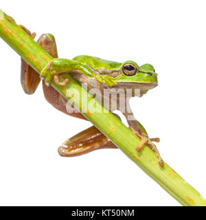 Carino Raganella (Hyla arborea) salendo in una diagonale verde stick, isolati su sfondo bianco Foto Stock