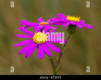 Purple aster (Senecio elegans) in Nuova Zelanda le dune Foto Stock