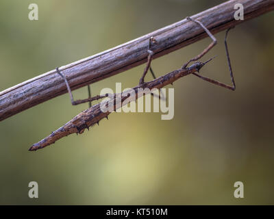 Nuova Zelanda Stick insetto (Clitarchus hookeri) in appoggio sul ramo Foto Stock