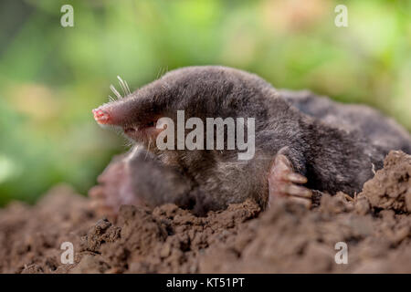 Unione mole o mole comune questo è un mammifero dell'ordine Soricomorpha Foto Stock