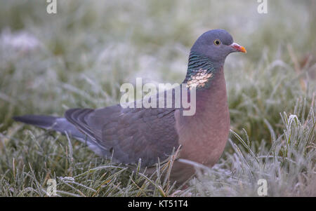 Uccelli selvatici Foto Stock