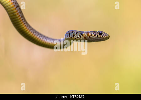 Grande frusta Snake (Coluber caspius) ritratto contro sfondo luminoso Foto Stock