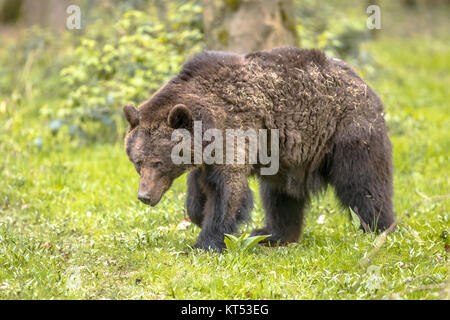 Unione orso bruno ((Ursus arctos) rovistando nella foresta di habitat. Questo è il più diffuso orso e si trova in gran parte del nord Eurasia Foto Stock