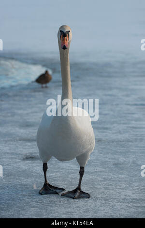 un cigno cammina sul ghiaccio di un lago ghiacciato, sullo sfondo si può vedere un'anatra. Foto Stock