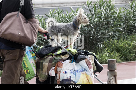 Senzatetto donna con beni e il cane nel passeggino. Foto Stock