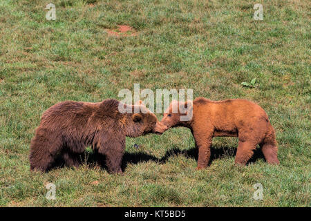 L'orso bruno (Ursus arctos) in Cabarceno parco naturale. Spagna. Foto Stock