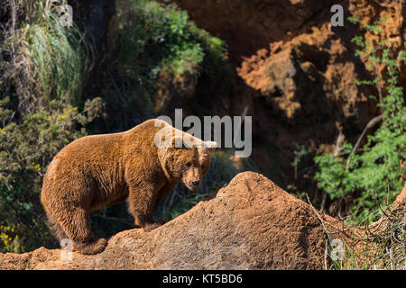 L'orso bruno (Ursus arctos) in Cabarceno parco naturale. Spagna. Foto Stock