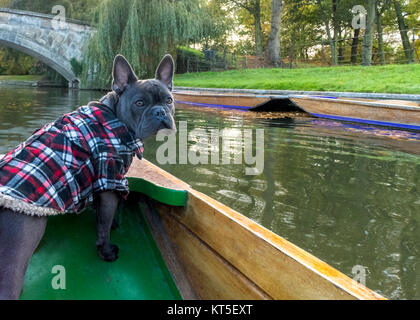 Cani in vacanza , famiglia pet bulldog francese godendo un viaggio traverling sulle rive di un fiume in una barca chiamata punt, copia di spazio e di testo Foto Stock