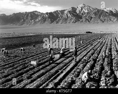 La fotografia di Ansel Adams cattura i lavoratori agricoli al lavoro con il Monte Williamson sullo sfondo, mostrando il paesaggio e il ruolo del lavoro nell'ambiente agricolo. L'immagine riflette l'iconico stile fotografico in bianco e nero di Adams. Foto Stock