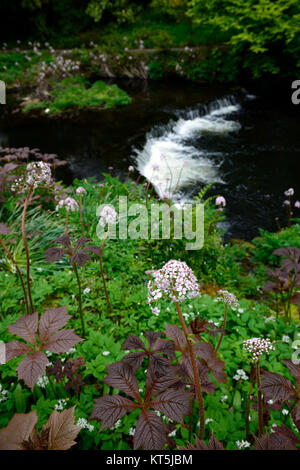 Darmera peltata,impianto ombrello,rabarbaro indiano,fiori,Rodgersia,fogliame,foglie,fiume Vartry,Mount Usher Gardens,Wicklow,William Robinson,Robinsonian G Foto Stock