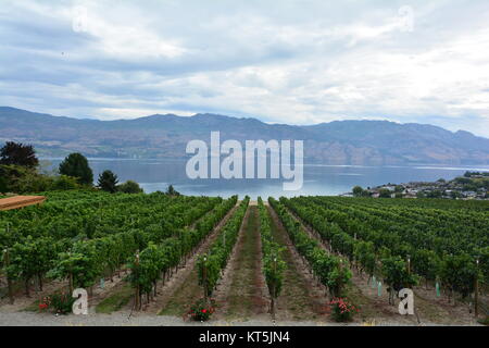 Vinaccioli in fila nel vigneto vicino al lago. Quail's Gate Vineyard, Kelowna BC, Canada Foto Stock