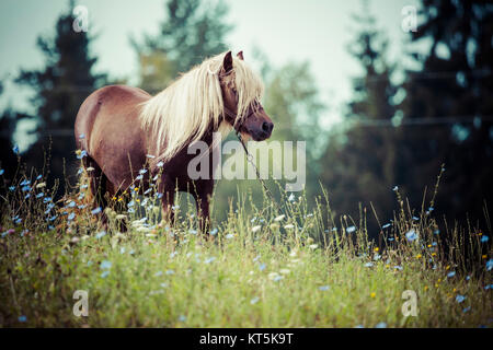 Cavallo, Suwalszczyzna, Polonia Foto Stock