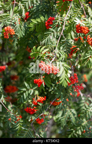 Prunus serotina frutti rossi ramoscelli, cluster sag sugli alberi e foglie verdi della pianta che cresce in Polonia. Foto Stock