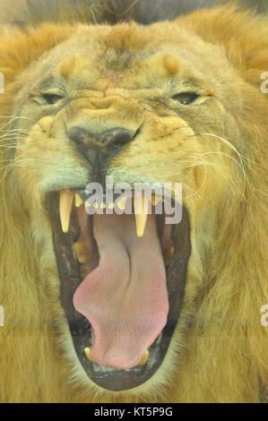 Leone africano (Panthera leo) che mostra grandi canini Foto Stock