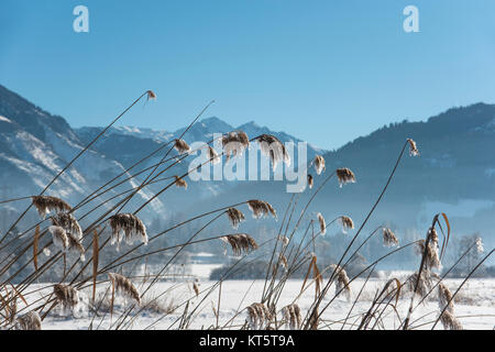 bruck fusch dalla riva meridionale invernale del lago zellersee con canne ricoperte di gelo in primo piano. Foto Stock