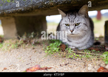 Street cat nascondere sotto il sedile in posizione di parcheggio Foto Stock