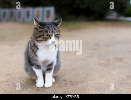 Gatto bello Foto Stock