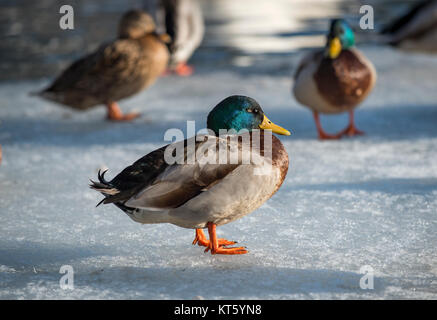 un drake colorato con altre anatre sul ghiaccio di un'acqua di verricello. Foto Stock