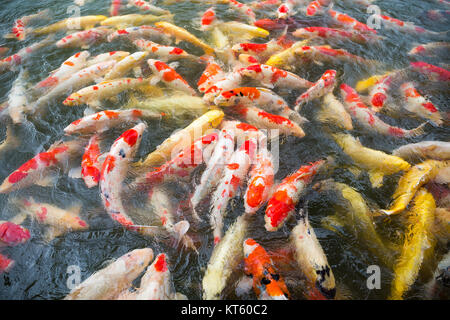 Giapponese di carpe Koi pesce nuotare Foto Stock