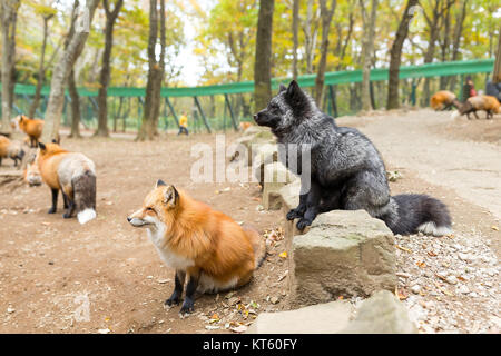 Gruppo di Fox in cerca di cibo Foto Stock