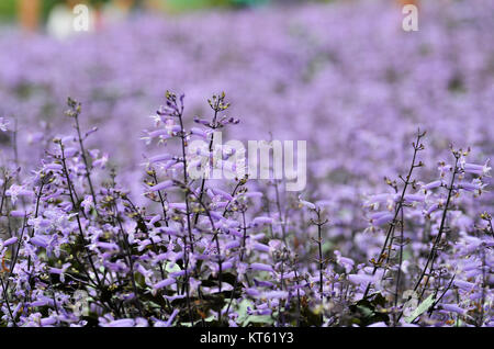 Plectranthus Mona Lavanda fiori Foto Stock