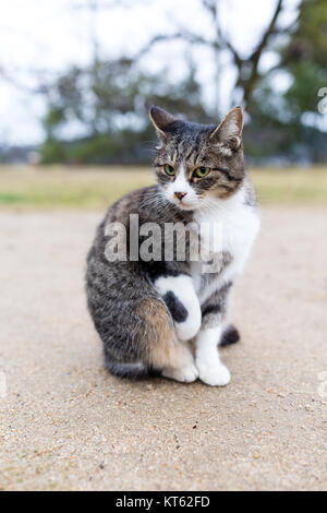 Bella Mano cat il prelievo Foto Stock