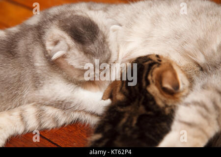 Grandi gattini scozzese bere il latte materno Foto Stock