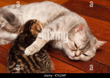 Grandi gattini scozzese bere il latte materno Foto Stock