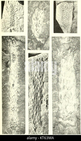Lo Smithsonian Miscellaneous Collections, volume 85, Number 3, Plate 1, presenta un articolo o un manufatto dello Smithsonian Institution, che contribuisce all'archivio storico e scientifico di diversi argomenti. Foto Stock