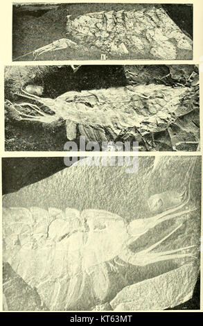 Piastra 12 dal volume 85, numero 3 delle Smithsonian Miscellaneous Collections, con una pubblicazione accademica incentrata su vari argomenti scientifici. Foto Stock