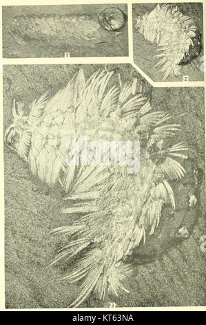 Lo Smithsonian Miscellaneous Collections, volume 85, Number 3, Plate 4, presenta un'immagine scientifica o storica dettagliata, che presenta risultati o soggetti significativi. Questa pubblicazione fa parte di una serie della Smithsonian Institution che esplora vari argomenti di interesse accademico. Foto Stock