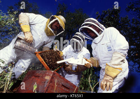 Apis mellifera scutellata, comunemente nota come ape africana, è una sottospecie di api mellifera diffusa nell'Africa subsahariana. È noto per il suo comportamento aggressivo e l'elevata produttività nella produzione di miele. Foto Stock