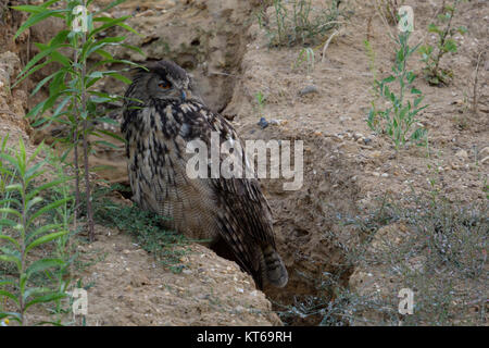 Gufo reale (Bubo bubo ), adulto, arroccato sul bordo di una naturale a canale di drenaggio in una cava di ghiaia, guardando indietro ai suoi pulcini, fauna selvatica, l'Europa. Foto Stock