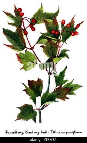 Viburnum edule da Maria Vaux Walcott Foto Stock