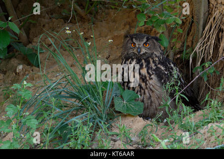 Gufo reale / Europaeischer Uhu ( Bubo bubo ), adulto, nascosto sotto i cespugli, guardando, arancio brillante occhi, al tramonto, la fauna selvatica, l'Europa. Foto Stock