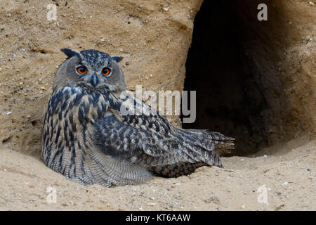 Gufo reale / Europaeischer Uhu ( Bubo bubo ), giovani, sdraiato, appoggiato davanti alla nidificazione scavano, pacifica, guardare la fauna selvatica, l'Europa. Foto Stock