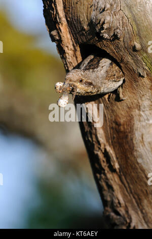 Eurasian spasmodico ( Jynx torquilla ) emergente dal foro di nido, trasportare, la rimozione di un sac fecali, pulizia il suo nido, tipico comportamento di nidificazione, l'Europa. Foto Stock